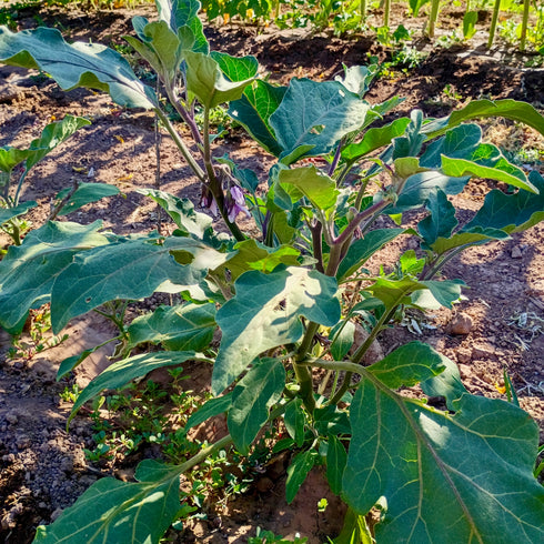 Early Violet Italian Eggplant