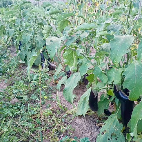 Early Violet Italian Eggplant