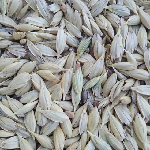 Ethiopian Blue Tinge Emmer Wheat