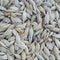 Ethiopian Blue Tinge Emmer Wheat