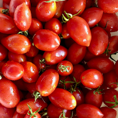Fiaschetto Tomato