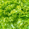 Green Star Lettuce