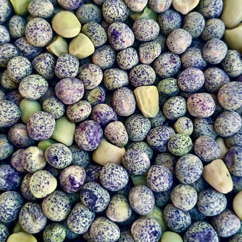 Heat Tolerant Pea Landrace