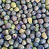Heat Tolerant Pea Landrace