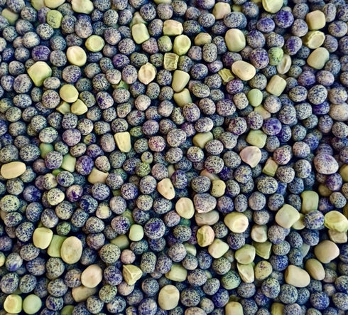 Heat Tolerant Pea Landrace