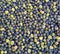 Heat Tolerant Pea Landrace