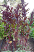 Perennializing Amaranth Mix