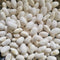 Mortgage Lifter Bean