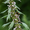 Motherwort