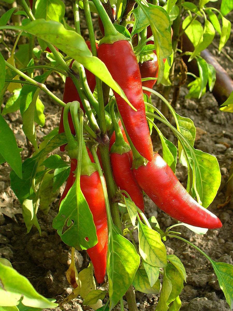 Ring O' Fire Cayenne Vibrant Earth Seeds