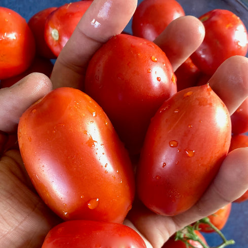Northern Ruby Tomato