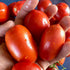 Northern Ruby Tomato