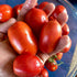 Northern Ruby Tomato