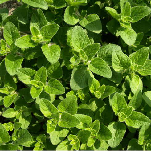 Oregano