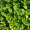 Oregano