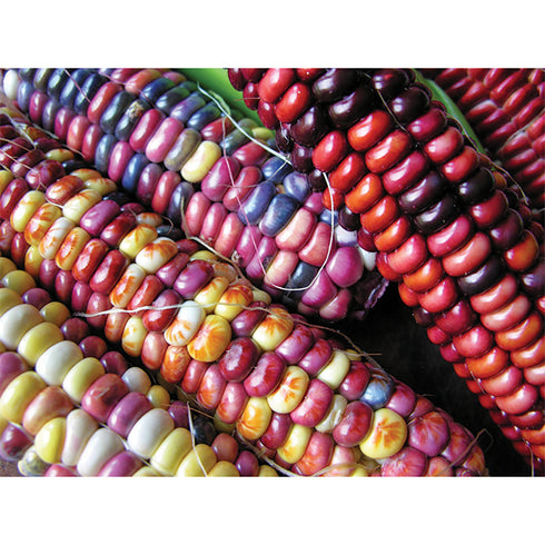 Homestead Seed CSA Share