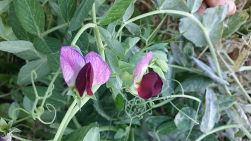 Heat Tolerant Pea Landrace