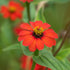 Peruvian Zinnia