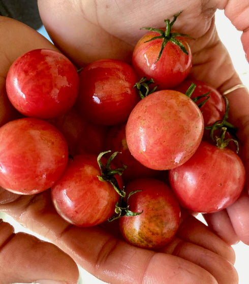 Pink Bumblebee Tomato