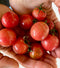 Pink Bumblebee Tomato