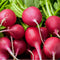 Champion Radish