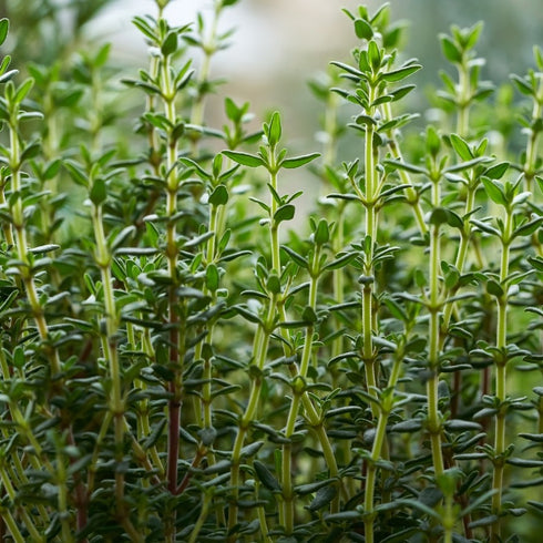 Thyme, Common
