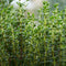 Thyme, Common
