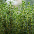 Thyme, Common