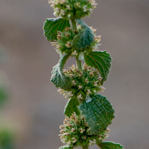 Horehound