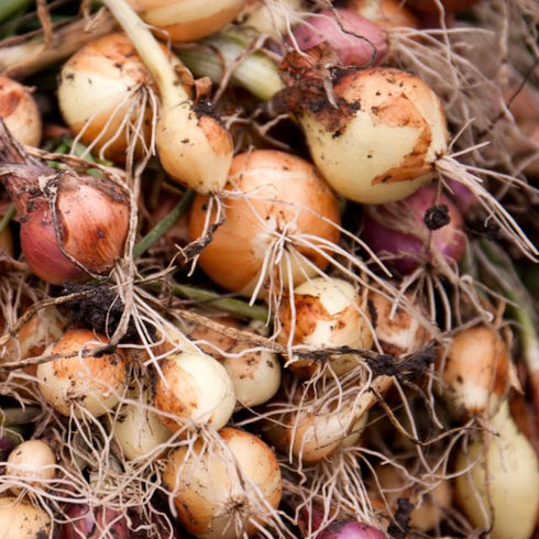 Homestead Seed CSA Share