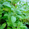 Tulsi (Holy Basil), Temperate
