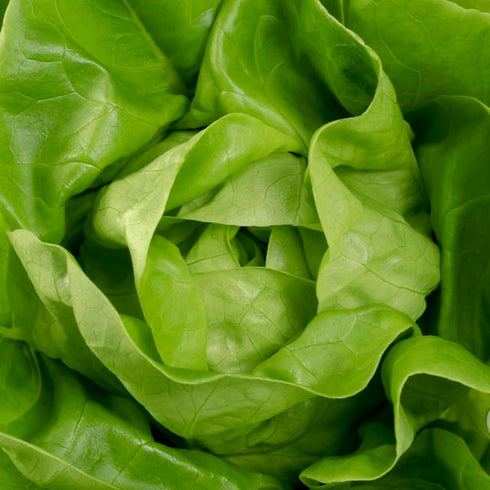 Kweik Lettuce