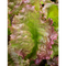 Prizehead Lettuce