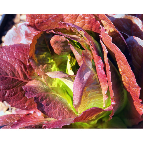 Red Romaine Lettuce