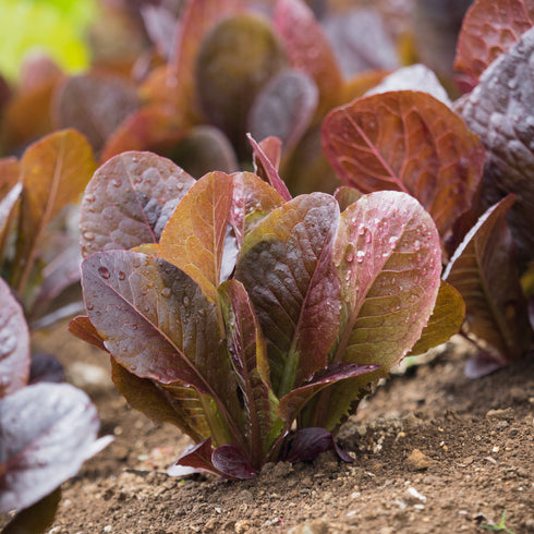 Red Romaine Lettuce