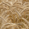 Rye