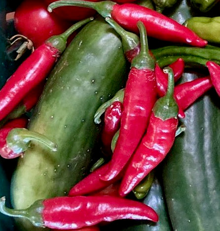 Târgu Mures Pepper