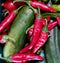 Târgu Mures Pepper