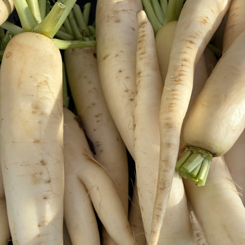 White Daikon Radish