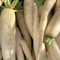 White Daikon Radish