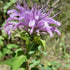 Bee Balm (Wild Bergamot)