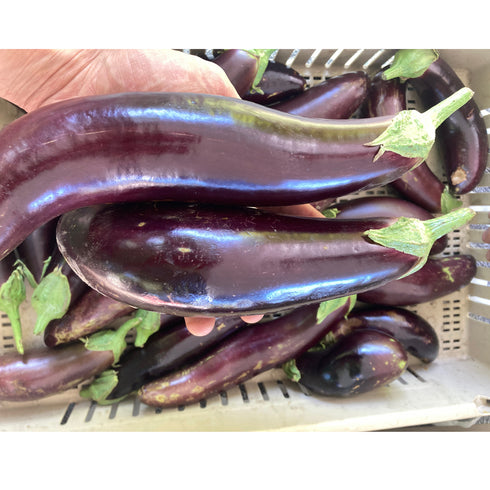 Za Hara Eggplant