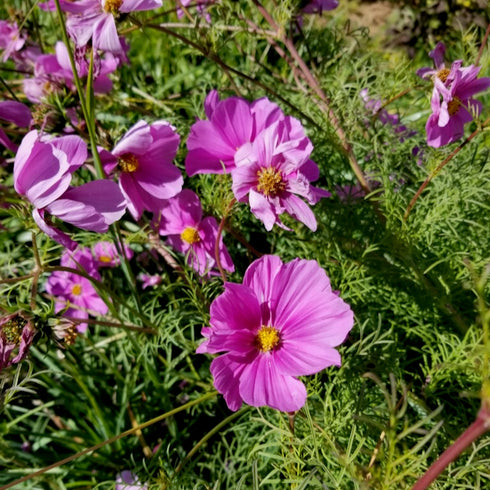 Garden Cosmos