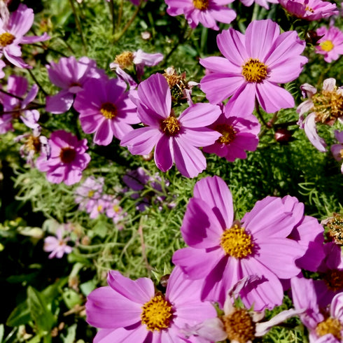 Garden Cosmos