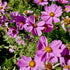 Garden Cosmos