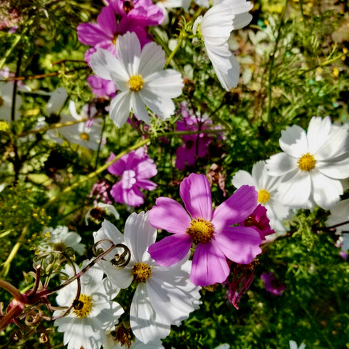 Garden Cosmos