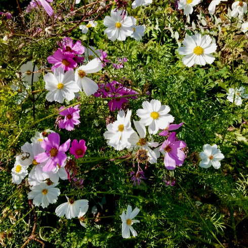 Garden Cosmos