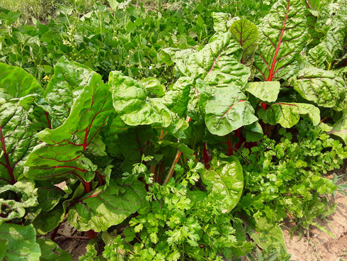 Bright Lights Swiss Chard