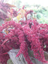 Hopi Red Dye Amaranth