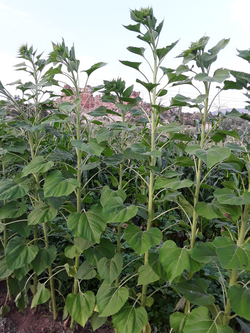 Mammoth Grey Stripe Sunflower